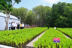 Mangrove Jokowi